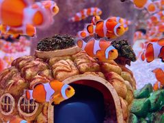 -海合安成都极地海洋公园