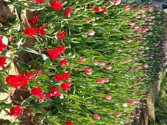 -洛阳郁金香牡丹园