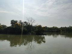 -大湾区中央湿地公园