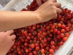 -桃源山庄·摘樱桃·柴火鸡·烧烤团建(龙泉山店)