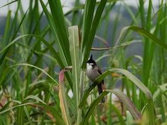 -华侨城湿地公园