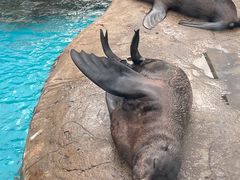-海合安成都极地海洋公园