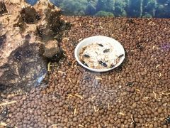 -上海大自然野生昆虫馆(东方明珠·爬宠昆虫探索中心)