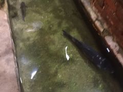 -马帮菜馆·美味野生菌