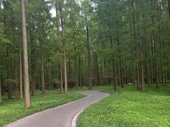 -黄海国家森林公园