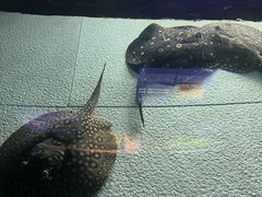 -上海海洋水族馆