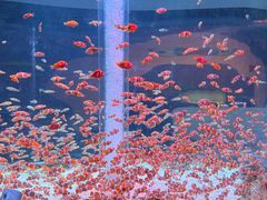 -海合安成都极地海洋公园