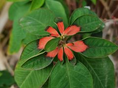 -蔡氏古民居建筑群