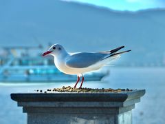 -海埂大坝