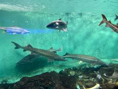 -太平洋海底世界