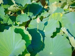 -梁鸿国家湿地公园