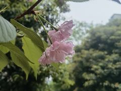 -杭州半山国家森林公园