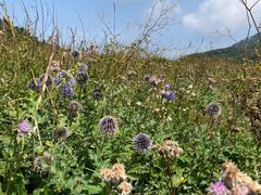 -白草畔自然风景区