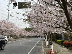 -高东镇樱花园