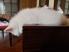 -lincat·猫舍(广州店)