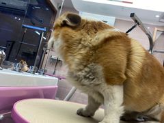 -FAELING PETS美天灵宠物(富力广场店)