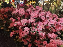 -园林美食城·本土农家菜(杨和镇店)