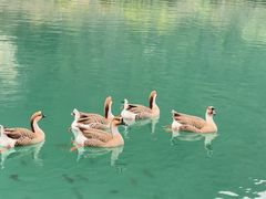 -靖西鹅泉风景区