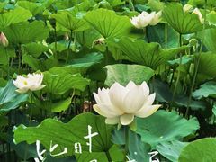 -莲花池公园