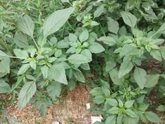 -阳阳中国饭(龙湖大兴天街)