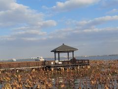 -莲花岛景区