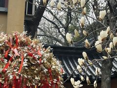 -灵谷景区