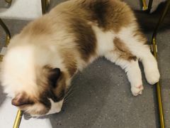 -飞行喵MR PILOT|猫舍·猫咖(静安大融城店)