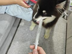 -四月宠物医院·猫专科·心脏专科·内科(转塘店)