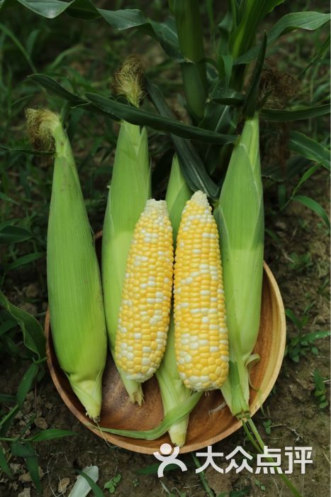 甜蜀黍(山东总代理)图片 - 第9张