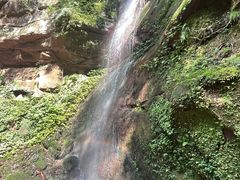 -中国大熊猫保护研究中心雅安碧峰峡基地