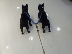 -欧奕国际动物医院