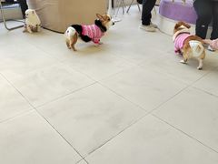 -怪兽屋·羊驼·猫咖·狗咖(俊华广场店)