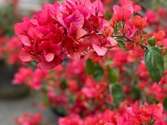 -深圳市中科院仙湖植物园