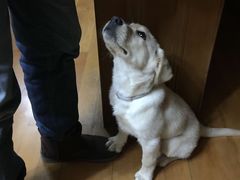 -翊宠yipet猫狗购宠庄园犬舍•猫舍