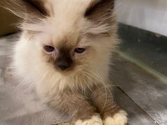 -楼上猫咖(罗湖店)