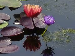 -莲花池公园