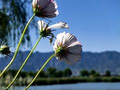 -野鸭湖国家湿地公园