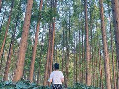 -黄海国家森林公园