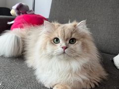 -lincat·猫舍(广州店)