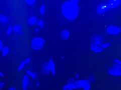 -暹罗海洋世界