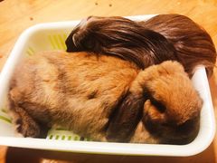 -藦茜花园宠物主题亲子互动体验馆(国顺东路店)