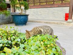 -普陀山风景名胜区-法雨禅寺