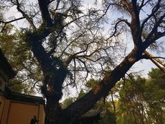 -无锡惠山寺