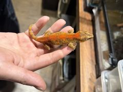 -酷以爬仙阁实体爬宠店·守宫·蜥蜴·专业繁育