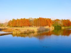 -溱湖国家湿地公园