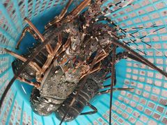 -喜相逢海鲜美食城(五邑平价农副产品批发市场店)