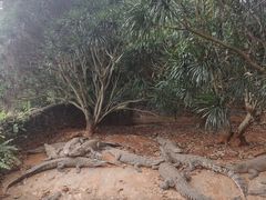 -海南热带野生动植物园