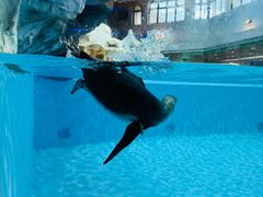 -帝企鹅自助餐厅•儿童岛•真企鹅(长隆企鹅酒店)