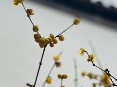 -太平天国历史博物馆(瞻园)