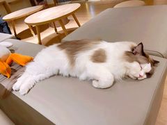 -猫腻·猫咖·撸猫馆(星光大道店)
